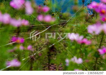 Ichinomiya, Mori-machi, Shuchi-gun, Shizuoka Prefecture Tenryu Hamanako Railway and scenery along the line 136568297