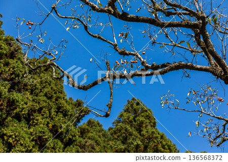 靜岡縣秀知郡守町戶野爪:山村風光 靜岡縣秀知郡守町戶野爪:山村風光 136568372