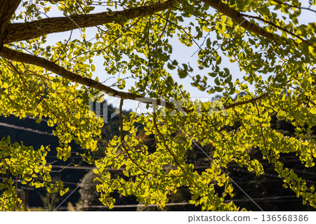 Tonozume, Morimachi, Shuchi District, Shizuoka Prefecture: Mountain village scenery 136568386