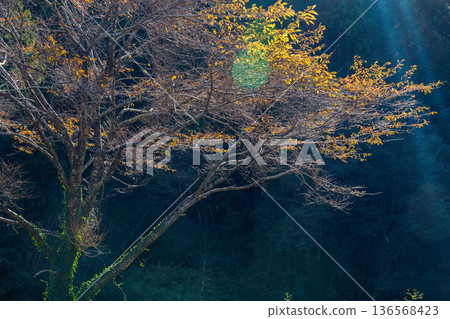 靜岡縣秀知郡守町戶野爪：山村風光 136568423