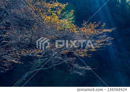 靜岡縣秀知郡守町戶野爪：山村風光 136568424