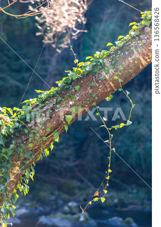 靜岡縣秀知郡守町戶野爪：山村風光 136568426