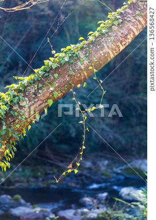 靜岡縣秀知郡守町戶野爪：山村風光 136568427
