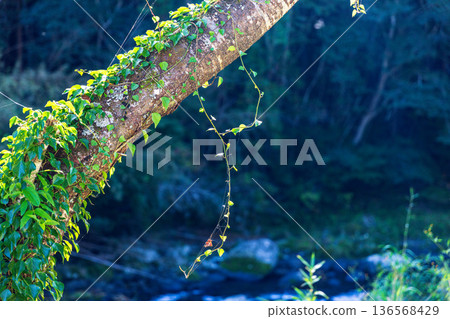 靜岡縣秀知郡守町戶野爪：山村風光 136568429