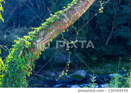 靜岡縣秀知郡守町戶野爪：山村風光 136568430