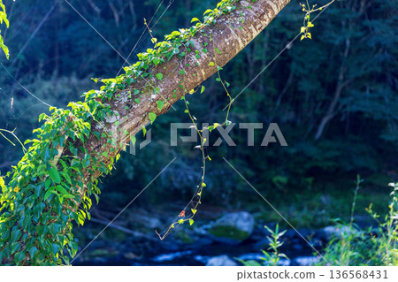 靜岡縣秀知郡守町戶野爪：山村風光 136568431