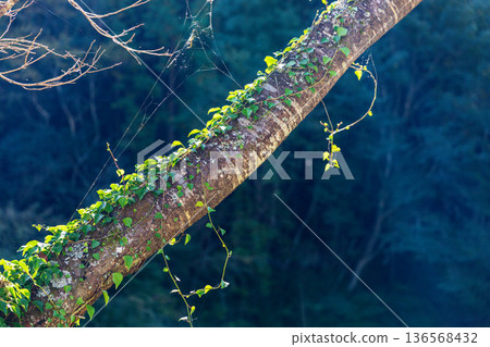 靜岡縣秀知郡守町戶野爪：山村風光 136568432