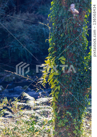 Tonozume, Morimachi, Shuchi District, Shizuoka Prefecture: Mountain village scenery 136568434