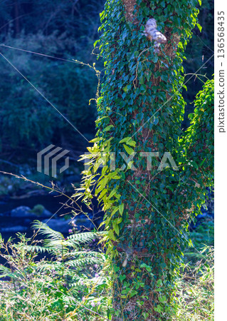Tonozume, Morimachi, Shuchi District, Shizuoka Prefecture: Mountain village scenery 136568435