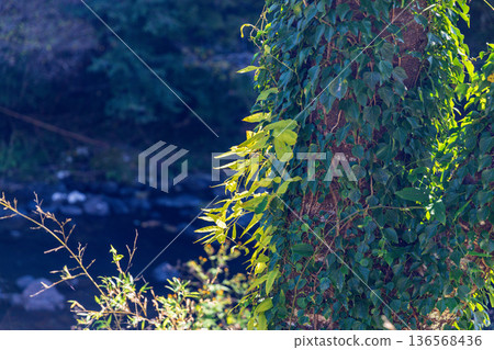 靜岡縣秀知郡守町戶野爪：山村風光 136568436