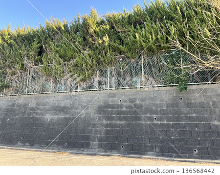 高高的外牆和植物 高高的外牆和植物 136568442