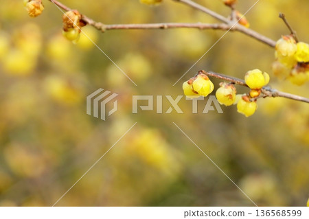 Wax plum in full bloom 136568599