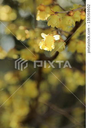 Wax plum in full bloom Wax plum in full bloom 136568602
