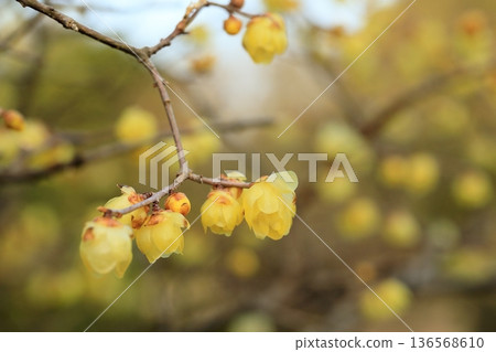 Wax plum in full bloom Wax plum in full bloom 136568610