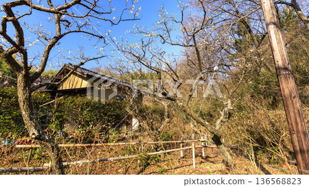 Winter at Maioka Furusato Park in Totsuka Ward, Yokohama City 136568823