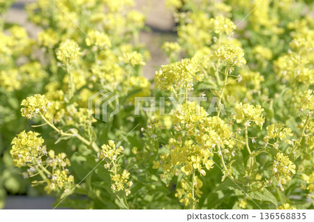 rape blossoms spring yellow February [Kanagawa Prefecture] 136568835