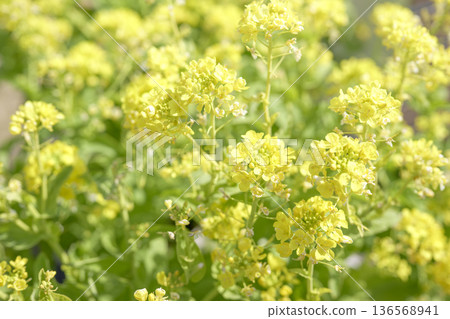 油菜花春季黃二月[神奈川縣] 136568941