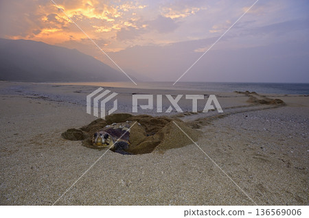 Loggerhead turtle ⑤ (Kagoshima Prefecture) 136569006