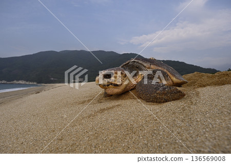 蠵龜⑦（鹿兒島縣） 136569008