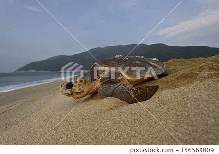 蠵龜⑧（鹿兒島縣） 136569009