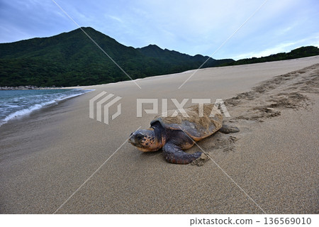 紅海龜⑨（鹿兒島縣） 136569010