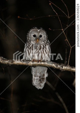 Ezo owl ⑮ (Hokkaido) Ezo owl ⑮ (Hokkaido) 136569024