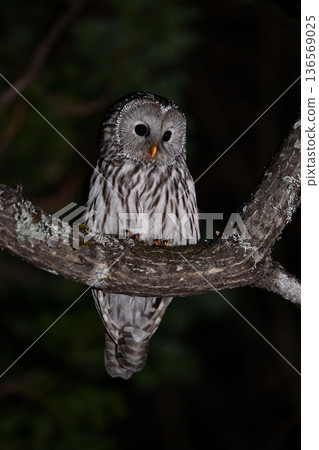 Ezo owl ⑯ (Hokkaido) Ezo owl ⑯ (Hokkaido) 136569025