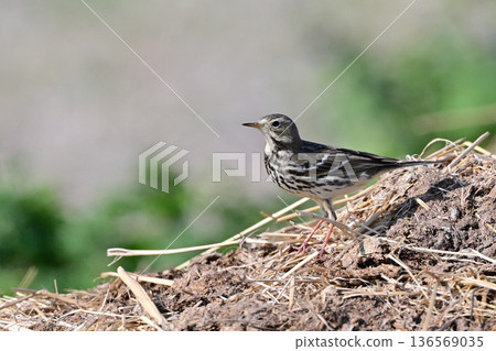 Skylark① (Nagasaki Prefecture) Skylark① (Nagasaki Prefecture) 136569035