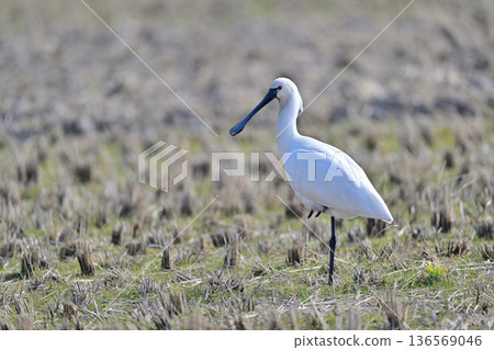 Eurasian Spoonbill① (Nagasaki Prefecture) Eurasian Spoonbill① (Nagasaki Prefecture) 136569046
