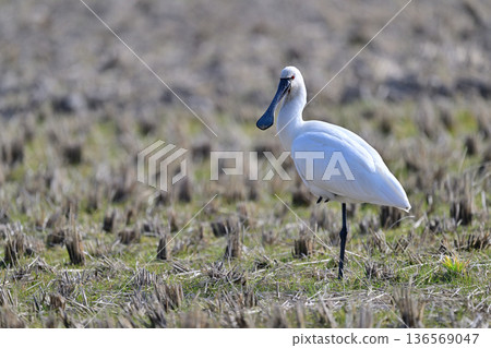 Eurasian Spoonbill ② (Nagasaki Prefecture) Eurasian Spoonbill ② (Nagasaki Prefecture) 136569047