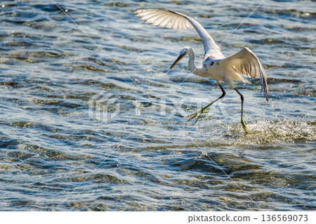 White egret landing on shallow sea water in Egypt, coastal bird hunting fish with wings raised over sparkling surface 136569073