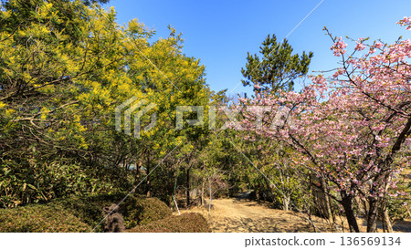 Early spring at Hayama Shiosai Park Early spring at Hayama Shiosai Park 136569134