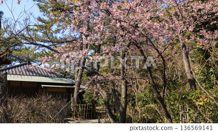 Early spring at Hayama Shiosai Park Early spring at Hayama Shiosai Park 136569141