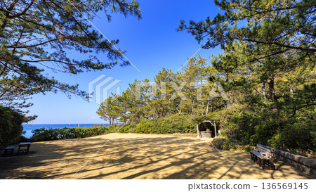 葉山潮騷公園的初春 136569145