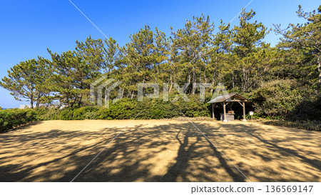 葉山潮騷公園的初春 136569147