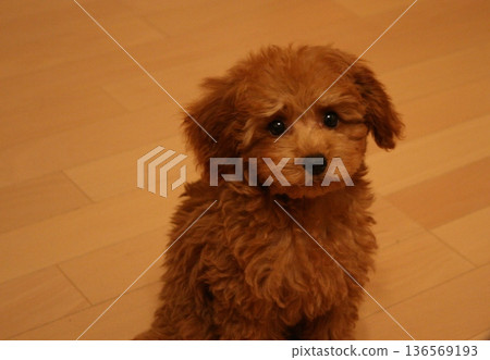 A toy poodle puppy with a troubled face A toy poodle puppy with a troubled face 136569193