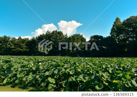 Field scenery under the blue sky 136569315