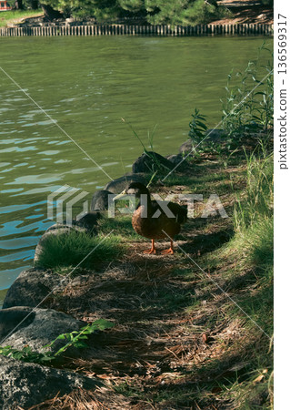 大自然中的野生鳥類景色 136569317