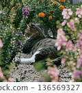花園裡的貓 136569327