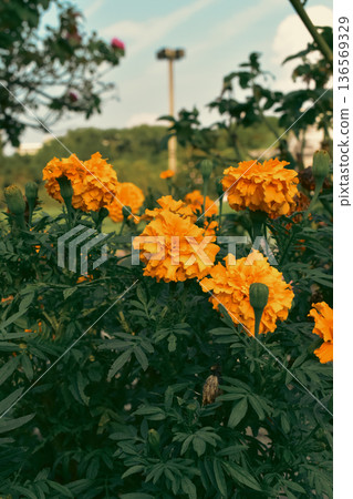 summer flowerbed flowers summer flowerbed flowers 136569329