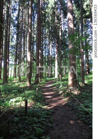 Road through a dense forest Road through a dense forest 136569433