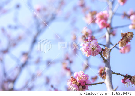Red plum blossoms plum tree plum blossoms red pink image Red plum blossoms plum tree plum blossoms red pink image 136569475