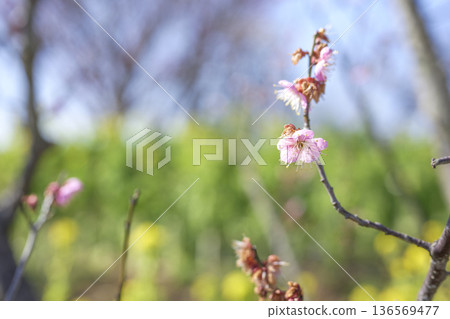 Red plum blossoms plum tree plum blossoms red pink image Red plum blossoms plum tree plum blossoms red pink image 136569477