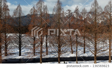 Winter metasequoia trees snow scene drone aerial photography Winter metasequoia trees snow scene drone aerial photography 136569823