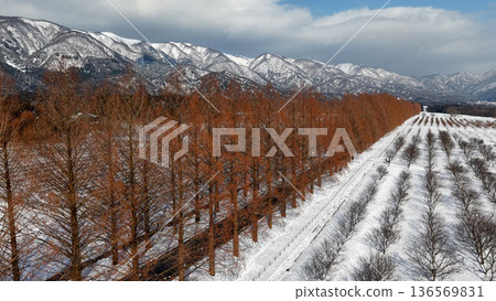 Aerial shot of a winter Metasequoia avenue taken with a drone Aerial shot of a winter Metasequoia avenue taken with a drone 136569831