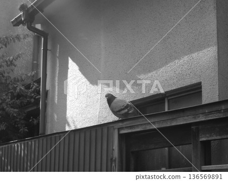 Pigeons peeking from above 136569891