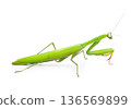 grasshopper. green grasshopper isolated on a white background 136569899