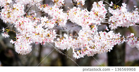 Pink cherry blossoms in full bloom on a mild spring day Pink cherry blossoms in full bloom on a mild spring day 136569908