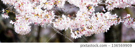 春暖花開，粉紅櫻花競相綻放 136569909