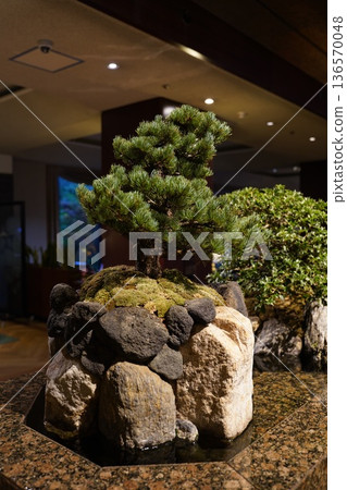 盆景松 盆景松 136570048